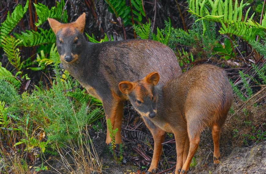 Pudú Parque Nacional Chiloé: descubrimiento en fotomonitoreo