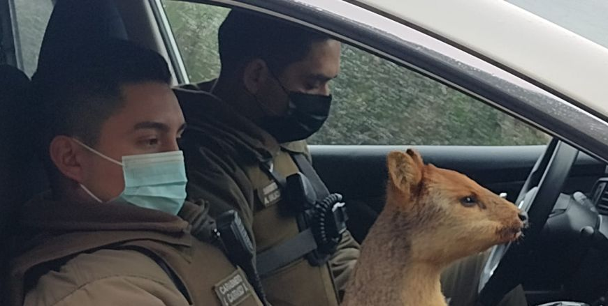 Carabineros investigan ataque a perro en Santiago