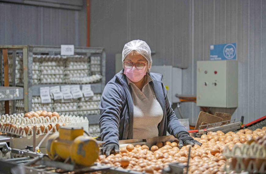 Producción de huevos en Chile: Análisis y tendencias 2024