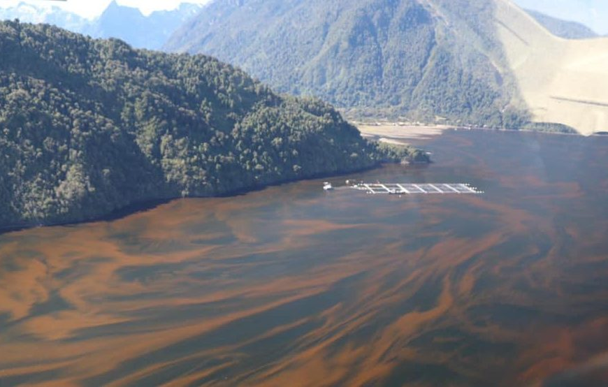 Ecocidio en Fiordo Comau: Comunidades exigen justicia