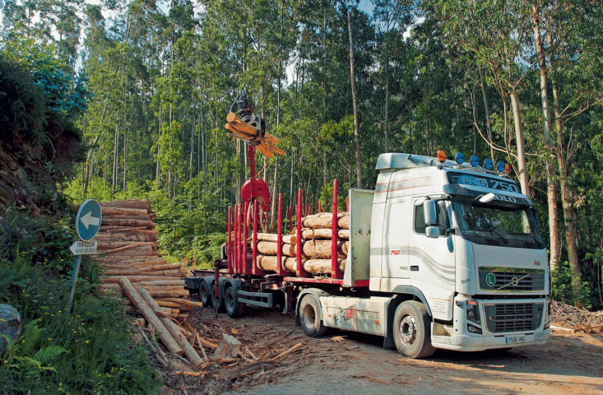 Camiones forestales: Comunidades mapuche exigen acción