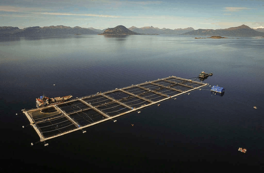 Industria Salmonera: Matthei defiende su importancia en Magallanes