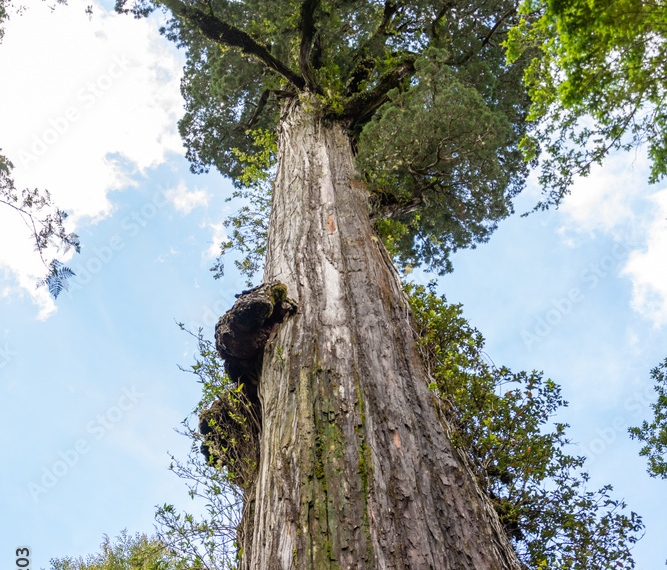 Alerce Milenario: Amenazas por carretera en Chile