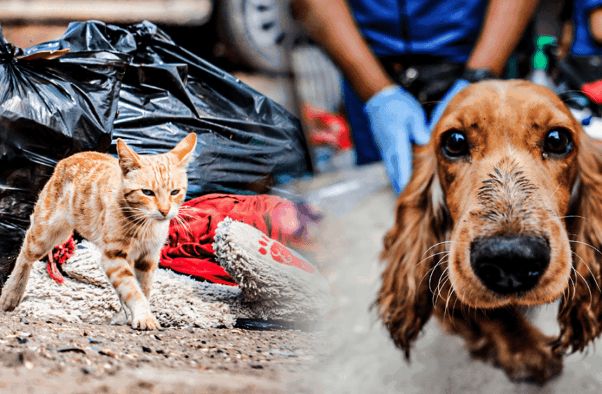 Sobrepoblación de Perros y Gatos: Jornadas de Reflexión