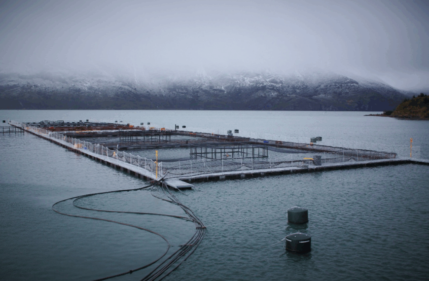 Salmonicultura en Chile: Crisis Laboral y Accidentes Mortales