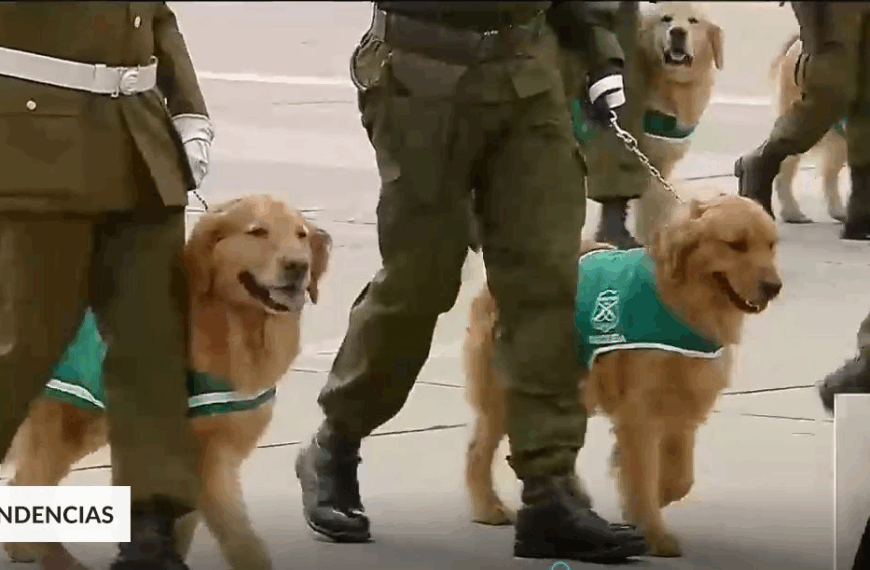 Carabinero Perro Spray: Indignación y Falta de Sanciones