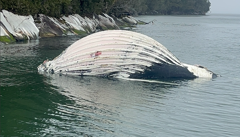 Muerte Ballena Jorobada: Denuncia de Sernapesca