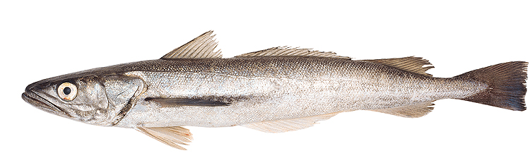 Merluza Común: Nueva Distribución de Cuotas en Pesca