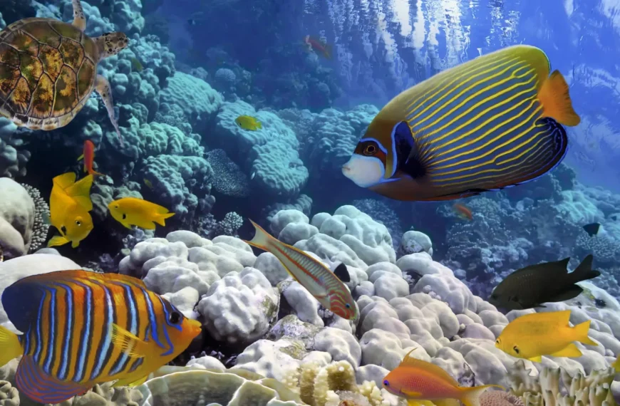 Biodiversidad Marina: Saberes Ancestrales y Conservación