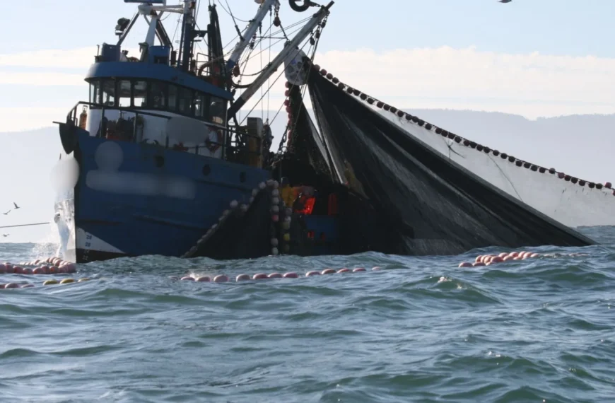 Descarte de pesca incidental: Sanciones por infracciones