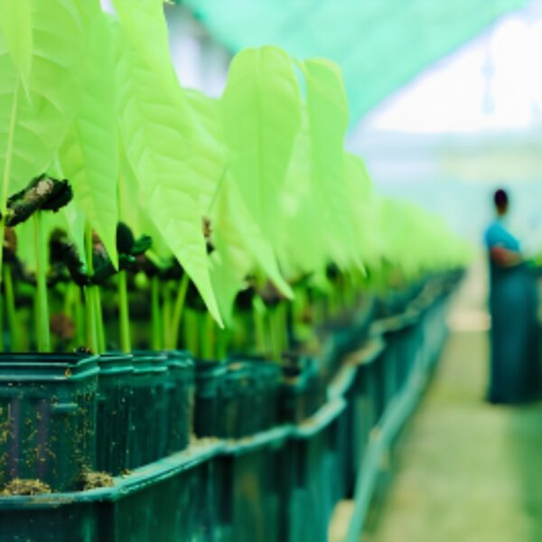 Sostenibilidad: Cómo Mondelēz Impulsa Decisiones más Eco-Amigables